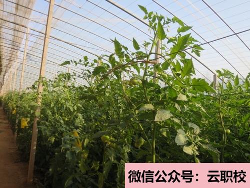 2021年數(shù)字電子技術(shù)、電機(jī)與電力拖動(dòng)、PLC可編程控制(農(nóng)村電氣技術(shù))