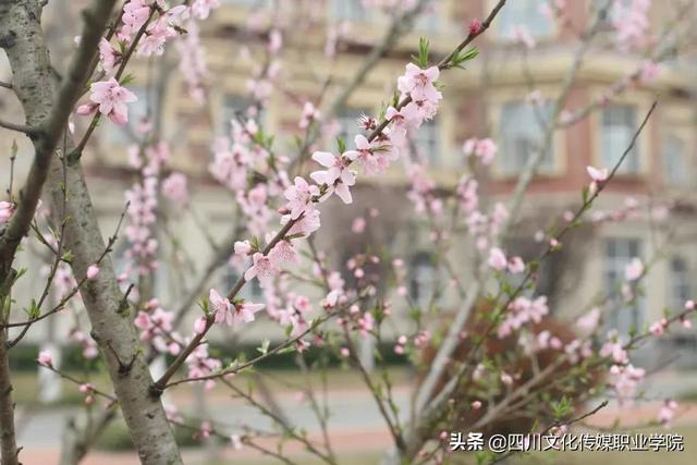 四川市場營銷專業(yè)學(xué)校(研究生市場營銷專業(yè)學(xué)校排名)