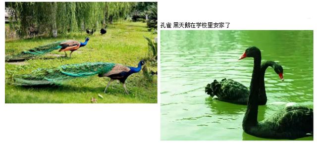 成都有哪些旅游學校(成都航空旅游學校貼吧)