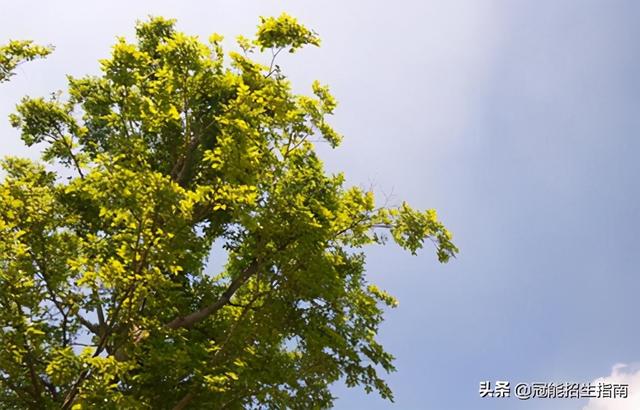 成都空乘學校招生要求(重慶空乘學校招生要求)圖2